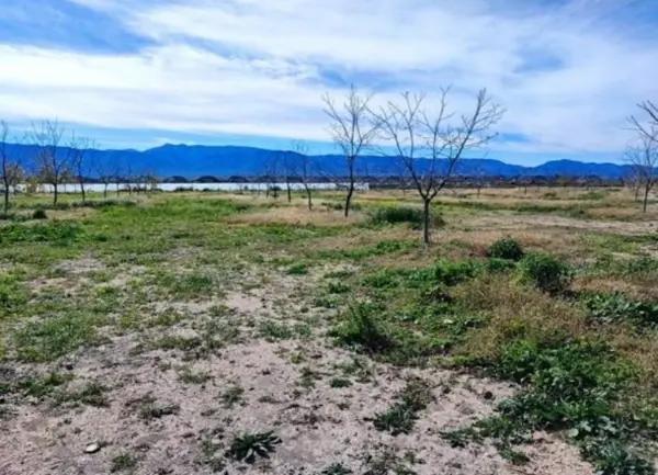 Huerta Nogalera en Venta, Rancho  El Ausente, Parras de la Fuente Coahuila