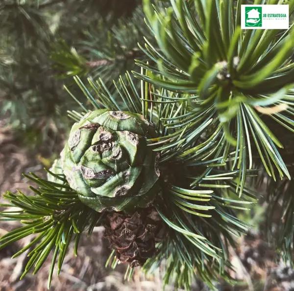 TERRENO CAMPESTRE PREMIUM EN BOSQUE BOREAL
