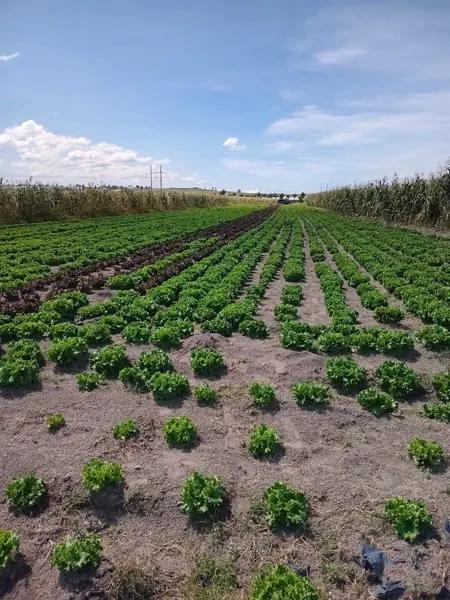 Terreno en venta  santa Isabel Cholula Puebla  chipilo 3500 metros habiacional