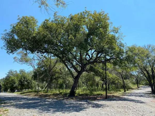 TERRENO VENTA EN MONTEMORELOS VISTA ENCINOS
