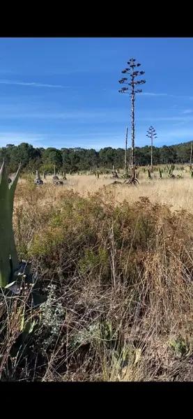 TERRENO EN VENTA HUACHICHIL
