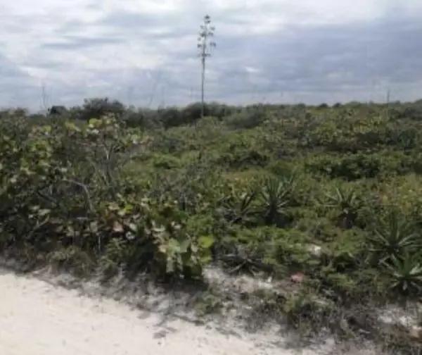 TERRENO EN VENTA EN LA PLAYA SAN BENITO PROGRESO YUCATÁN A TAN SOLO 200 MTS DEL