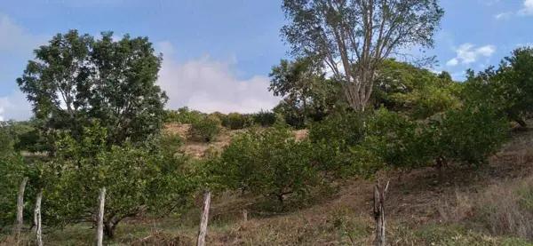 TERRENO AGRICOLA EN HECELCHAKAN, CAMPECHE