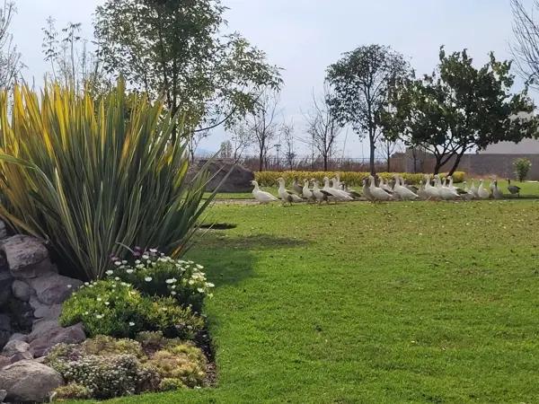 VENTA o TRASPASO Terreno plano en venta en El Faro de los Cisnes, Queretaro