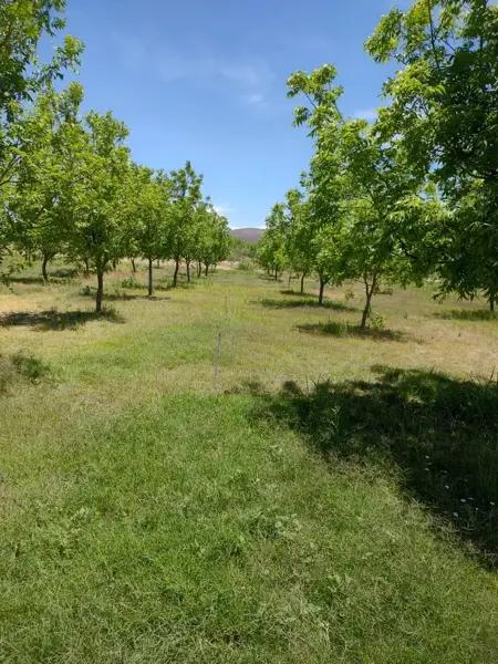 Terreno en venta en San Francisco de Conchos Centro, San Francisco de Conchos, Chihuahua