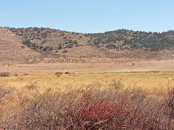 5 Hectáreas de Parcela Agropecuaria