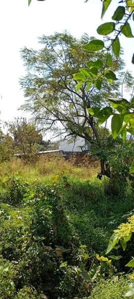 Terreno en renta Temixco Morelos