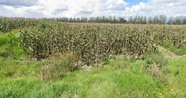 TERRENO HABITACIONAL EN VENTA EDO MEX / CALIMAYA