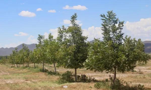 Venta de Huerta de Nogales en Parras