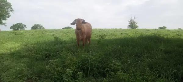 RANCHO GANADERO EN VENTA SOTO LA MARINA  TAMAULIPAS