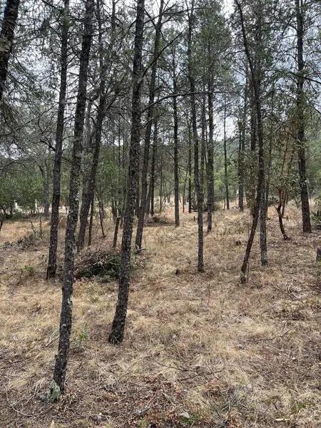 TERRENO CAMPESTRE EN VENTA HUACHICHIL ARTEAGA COAHUILA