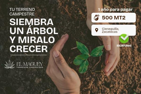 Terreno Campestre Venta Cieneguillas Zacatecas a pie de carretera