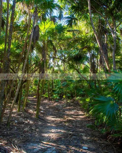 Pandora - Tulum