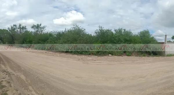 Los girasoles