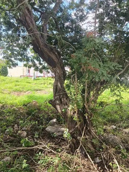 Terreno Comercial en Renta Sobre la Avenida 69