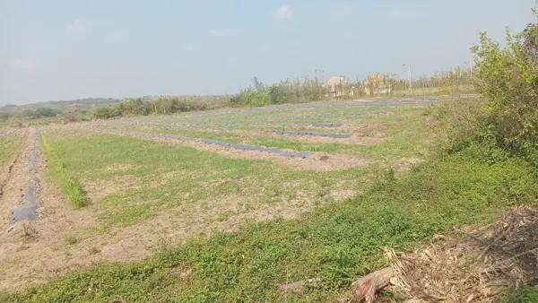 VENDO TERRENO EN MATA DE UVA A ORILLA DEL MAR