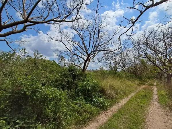 VENDO TERRENO A 1 KM. DE CARRETERA PRINCIPAL EN JAMAPA,VERACRUZ