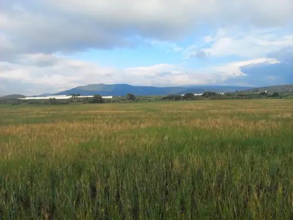 Terreno apto para Bodegas, Invernaderos.