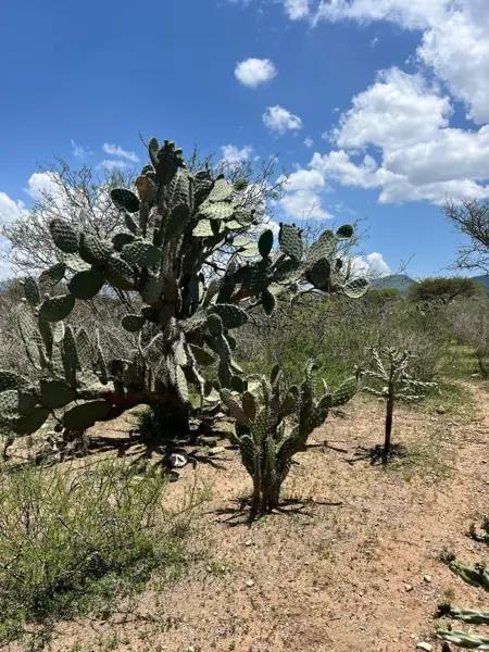 VENTA TERRENO ZONA VITIVINICOLA QUERETARO