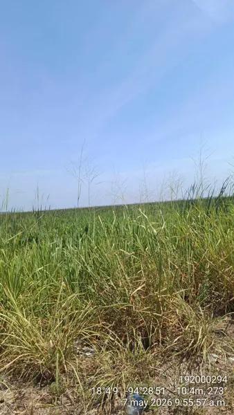 Terreno en venta en Minatitlan, Minatitlán, Veracruz de Ignacio de la Llave Terreno en venta en Minatitlan, Minatitlán, Veracruz de Ignacio de la Llave