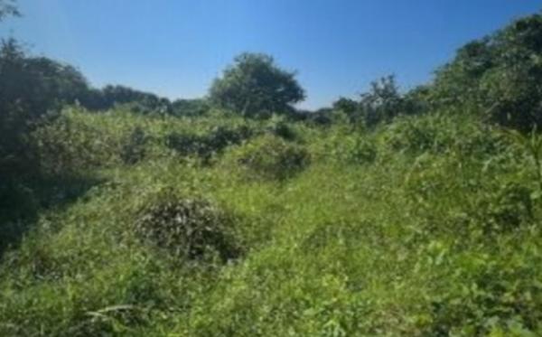TERRERNO DE ENTREGA INMEDIATA EN CRUCIFIJO MACUSPANA, TABASCO TERRERNO DE ENTREGA INMEDIATA EN CRUCIFIJO MACUSPANA, TABASCO