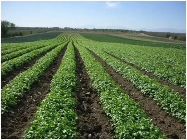 Ranchos en Venta en San Miguelito