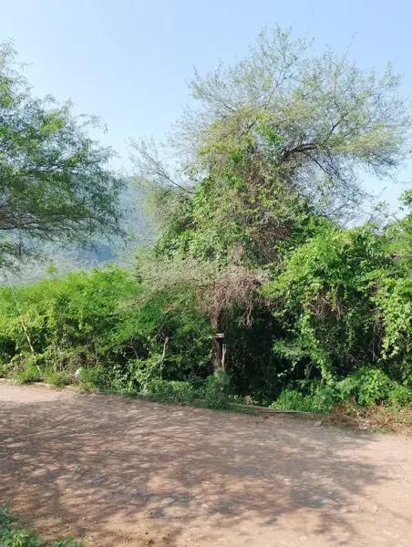 Rubén Anguiano Michel 317 121 2139 vendo Terreno Campestre $$$$$ Chiquihuitlán