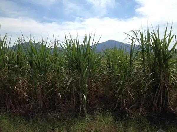 SE VENDE TERRENO DE TIPO CAMPESTRE RUBÉN ANGUIANO MICHEL 317 121 2139