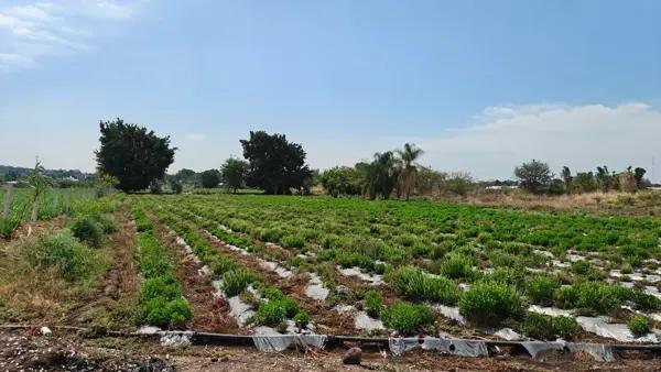 Terreno en venta, Cocoyoc Terreno en venta, Cocoyoc