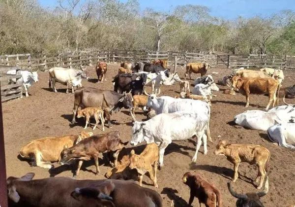Rancho en Activo en Venta – Propiedad Privada de 381 Hectáreas