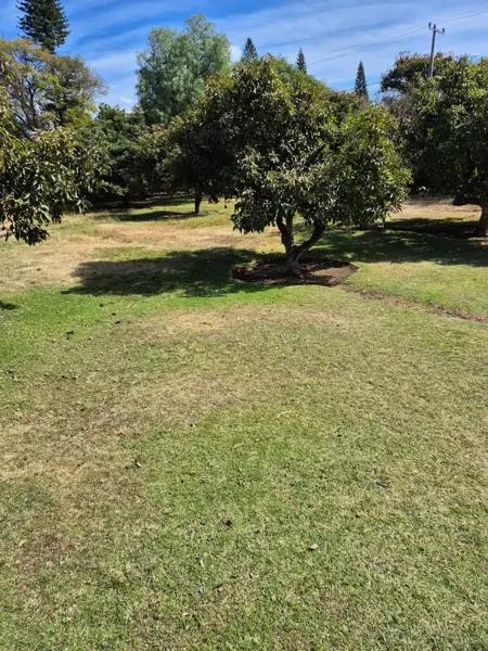 Huerta de aguacate en tenextepec