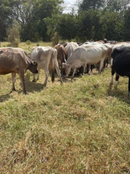 RANCHO EN VENTA, 89 HECTAREAS, VILLAFLORES, CHIAPAS