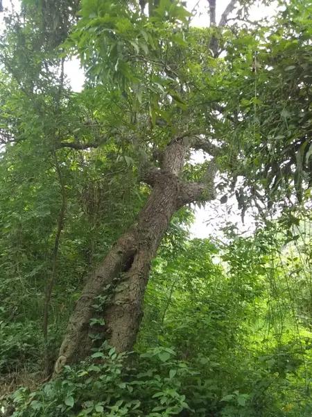 TERRENO EN VENTA CERCA DE PALMAREJO