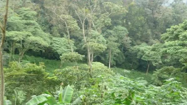 TERRENO EN CINCO PALOS