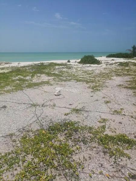 TERRENO ISLA AGUADA CARMEN CAMPECHE VENTA