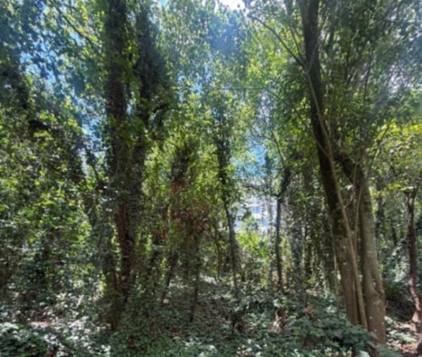 TERRENO RESIDENCIAL EN VENTA EN OLINALÁ, SAN PEDRO GARZA GARCÍA, 1,486.72 M² TERRENO RESIDENCIAL EN VENTA EN OLINALÁ, SAN PEDRO GARZA GARCÍA, 1,486.72 M²