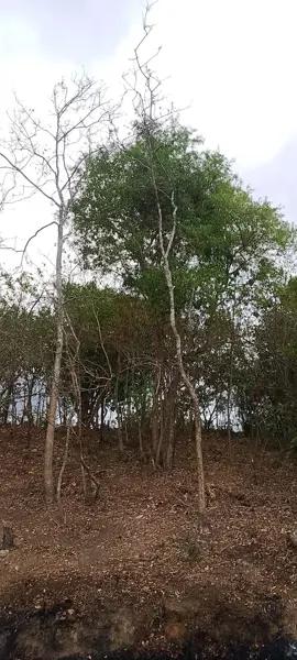 lotes campestres, habitacionales y comerciales, desde $249.550 pesos