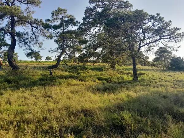 Terreno Habitacional de 15,000 m² con abundante arboleda en Aculco