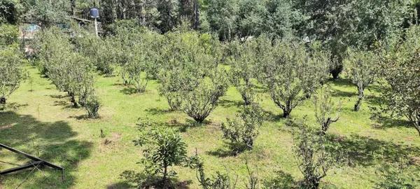 Terreno en venta en Avandaro, Valle de Bravo, México Terreno en venta en Avandaro, Valle de Bravo, México