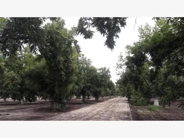 TERRENOS CAMPESTRES EN VENTA EN GOMEZ PALACIO DGO.