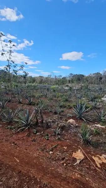 100 HECTAREAS EN OXKUTZCAB
