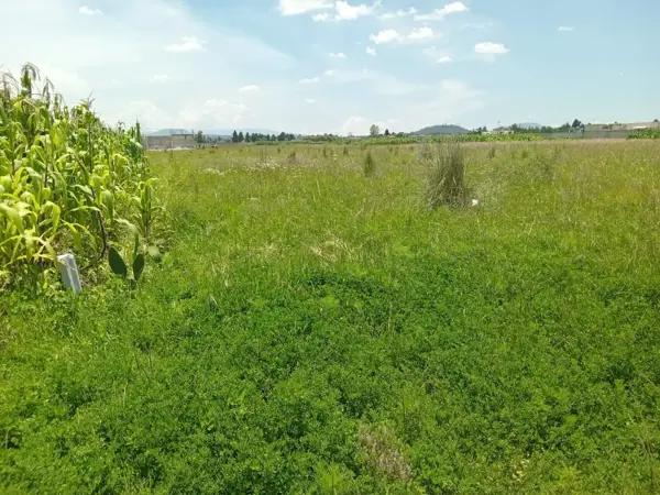Terreno habitacional mide 280m2