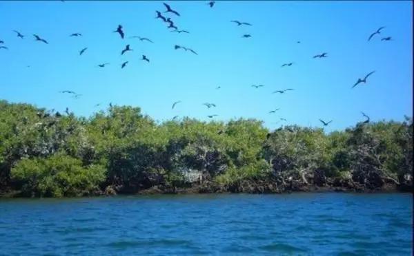 SINALOA ISLA DE TACHICHITLE TERRENO VENTA ANGOSTURA