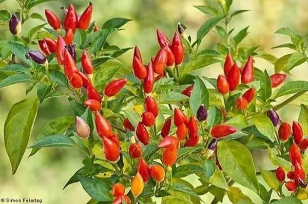 ZACATECAS RANCHO 240 HECTAREASAGRICOLA Y GANADERO $123'000,000.-