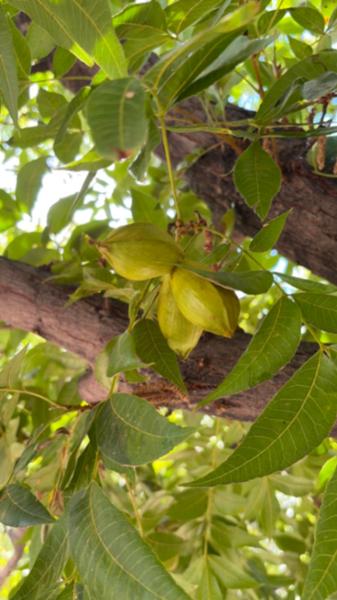 Parcela nogalera productiva en venta – Ejido Urquizo, San Pedro, Coahuila