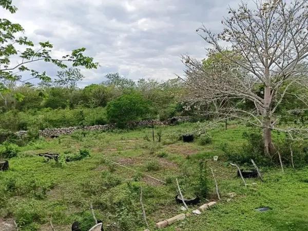 Rancho de 120 hectáreas sobre Carretera Izamal–Valladolid