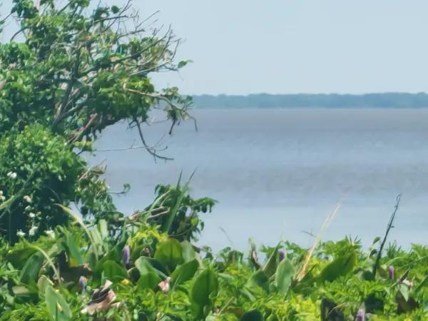 Terreno orilla de carretera y la Laguna de Alvarado Veracruz 8.5 has Terreno orilla de carretera y la Laguna de Alvarado Veracruz 8.5 has