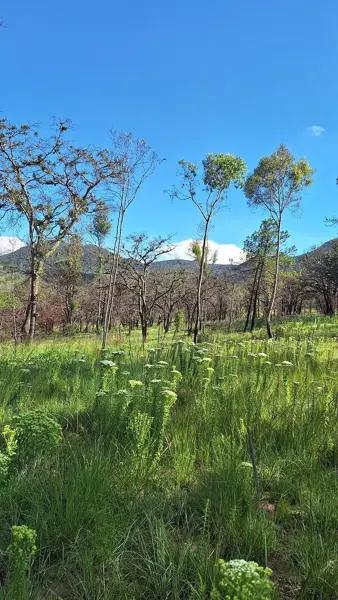 Terreno en venta para cabaña en Huimilpan,Qro, con escrituras y Financiamiento.