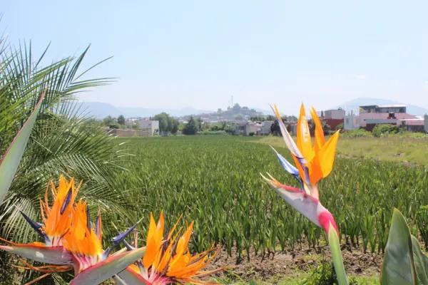 Terreno Residencial en Venta en Atlixco, Puebla - Ideal para Proyectos Habitacionales
