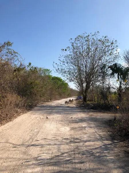 Terreno en Venta en Carretera Mahahual